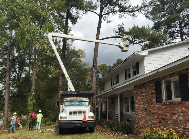 Best Hazardous Tree Removal  in USA